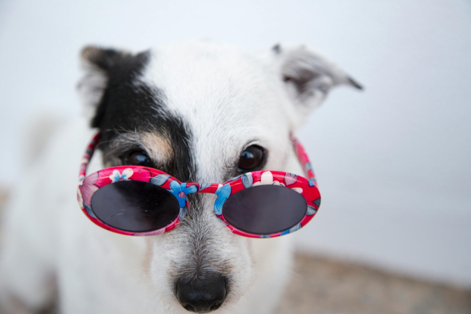 Pet Care