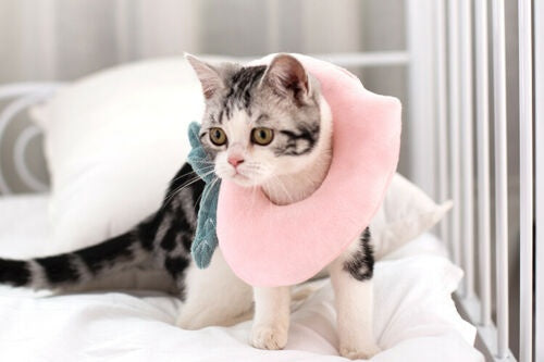 Adjustable Pet Neck Cone Recovery Pet Cat